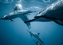 九游体育官方网站-【新赛季盘点之20大小前】第一无悬念 塔图姆压乔治